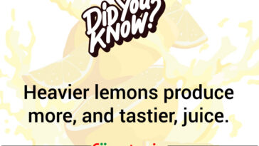 A Juicy Tidbit About Lemons
