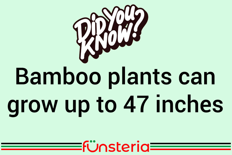 Bamboo plants can grow up to 47 inches in one day.	