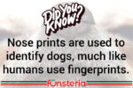 Fido's Fingerprint