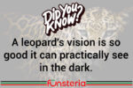 Leopards Can Spot You In The Dark