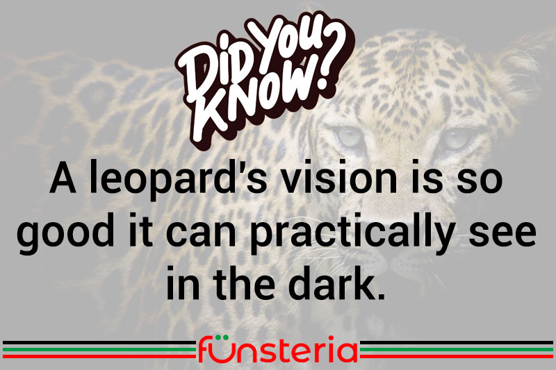 Leopards Can Spot You In The Dark