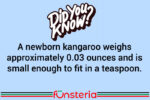 A newborn kangaroo weighs approximately 0.03 ounces and is small enough to fit in a teaspoon.