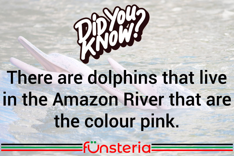 Pretty in Pink - Dolphins of a Different Color