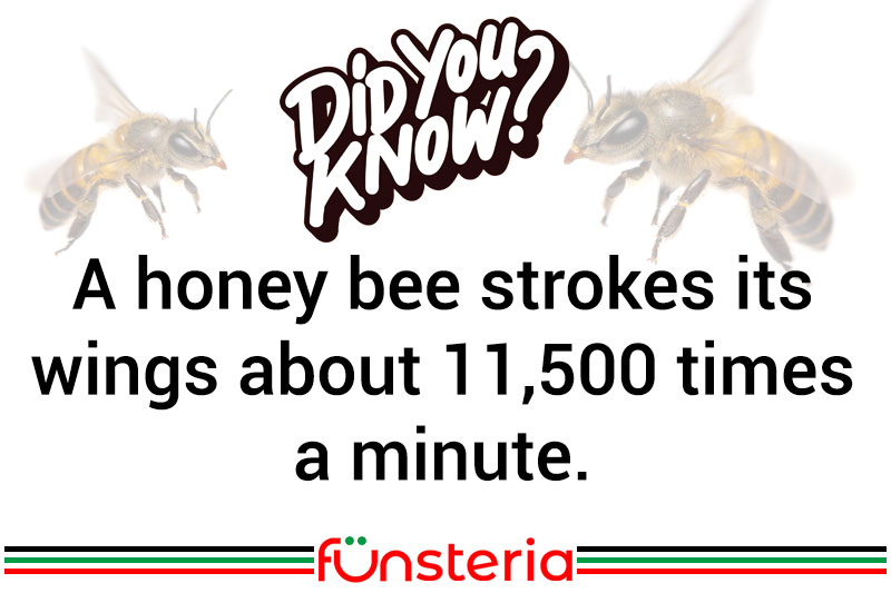 A honey bee strokes its wings about 11,500 times a minute. 