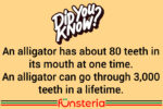 The Tooth About Alligators