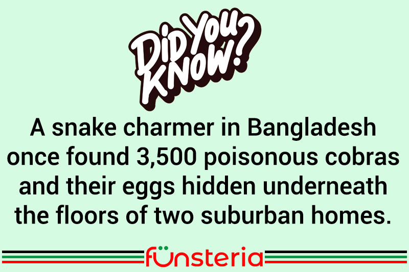 A snake charmer in Bangladesh once found 3,500 poisonous cobras and their eggs hidden underneath the floors of two suburban homes.