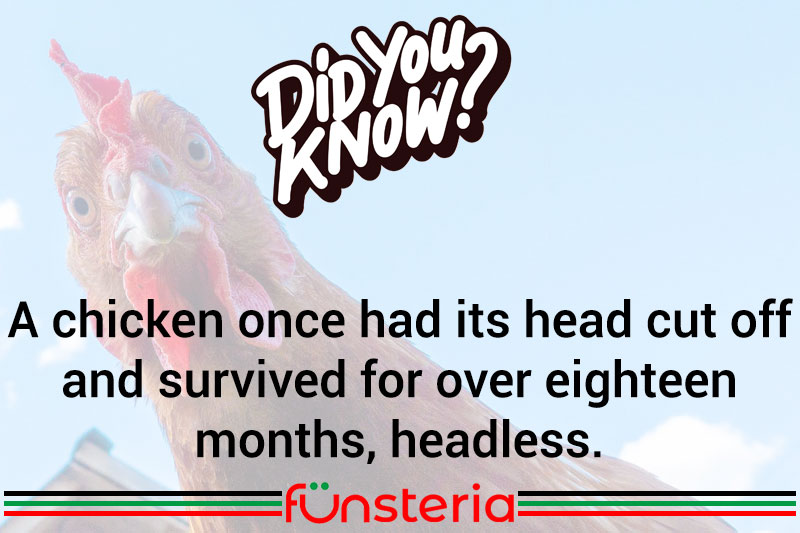 Was the Headless Chicken a "No-Brainer"?