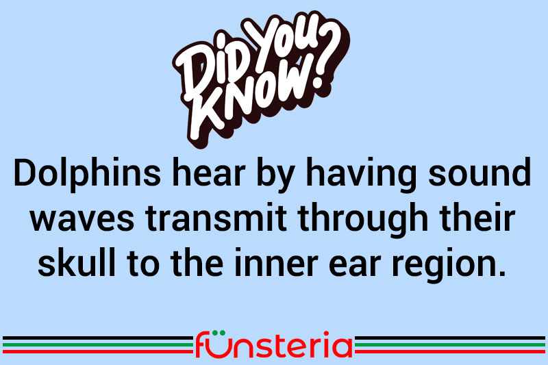 Dolphins hear by having sound waves transmit through their skull to the inner ear region.