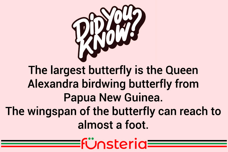 The largest butterfly is the Queen Alexandra birdwing butterfly from Papua New Guinea. The wingspan of the butterfly can reach to almost a foot.