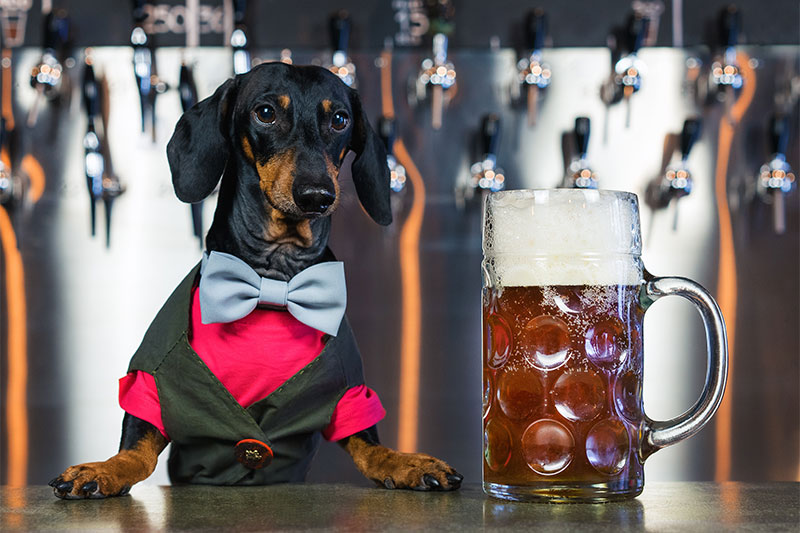 The barman and the dog