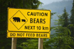 human - grizzly bear conflicts