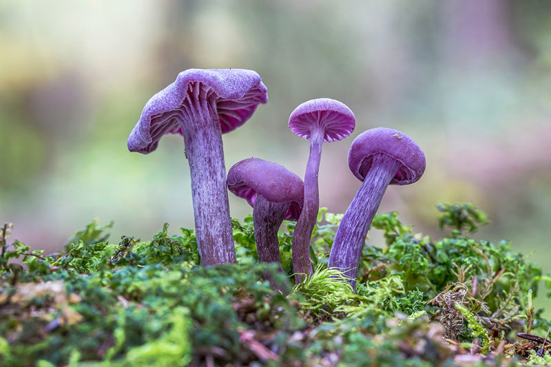 Don’t step on purple mushrooms