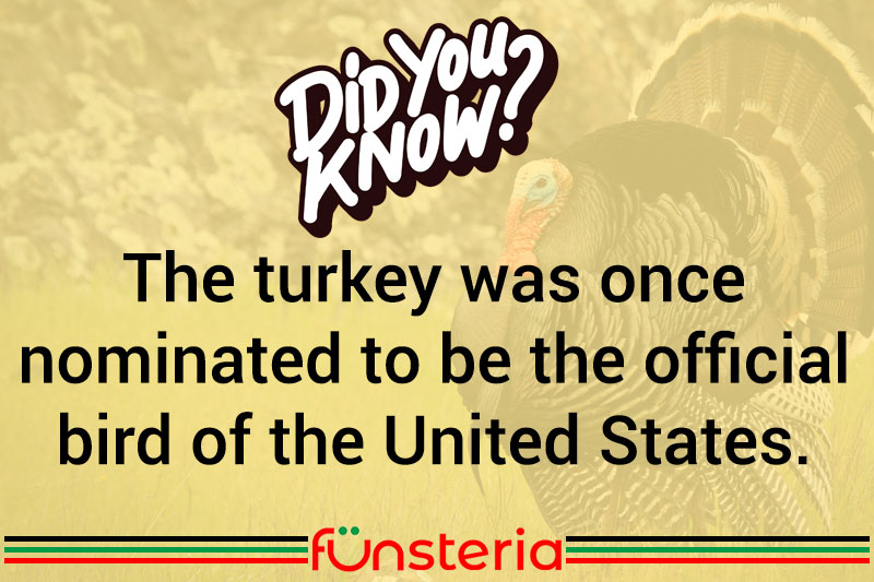 Gobble Up This Turkey Trivia