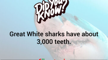 A Toothsome Bit Of Trivia