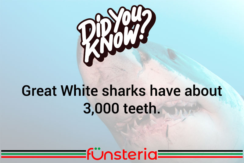 A Toothsome Bit Of Trivia