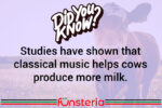 Mozart For Milk Production