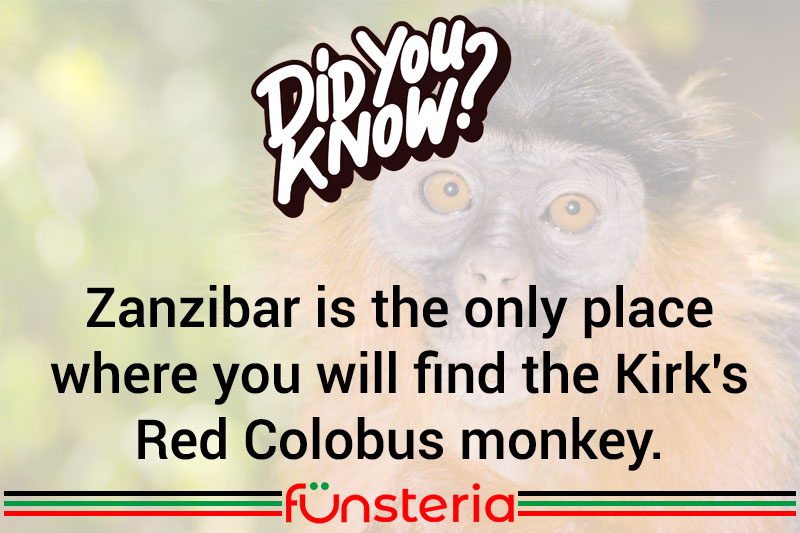 Monkeying Around...But Only In Zanzibar