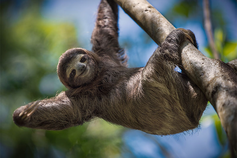 cute sloth