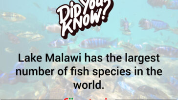 Something Fishy In Africa