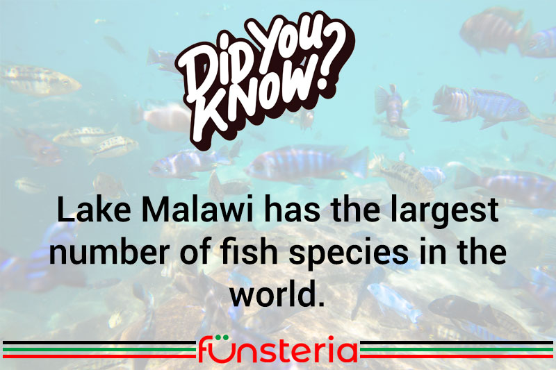 Something Fishy In Africa